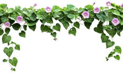 Vibrant green leaves and morning glory,  pink flowers create a lush border isolated on white background and transparent background