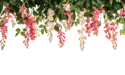 Colorful flowers and greenery hanging  create a vibrant, natural display. isolated on white background and transparent background