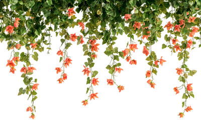 Hanging floral vines with orange flowers . isolated on white background and transparent background