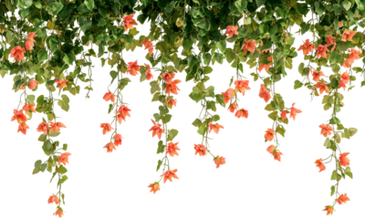 Hanging floral vines with orange flowers . isolated on white background and transparent background