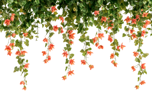 Hanging floral vines with orange flowers . isolated on white background and transparent background