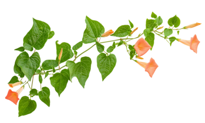 Vibrant green vine with Trumpet vine orange bell-shaped flowers isolated on white background and transparent background