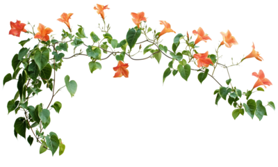 Vibrant Trumpet vine orange flowers on a lush green vine isolated on white background and transparent background