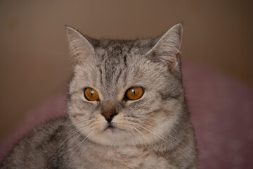 Beautiful gray British cat with amber eyes looks to the side