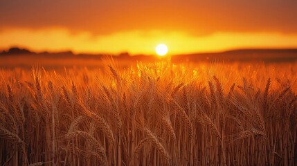 Obraz premium Golden Wheat Fields at Sunset - Rural Landscape with Warm Sunset Glow