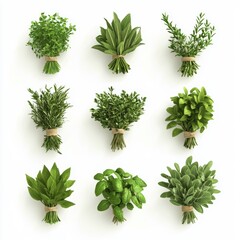 Obraz premium Selection of organic herbs tied in small bundles isolated on white