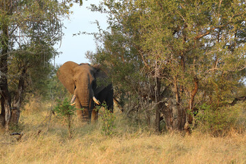 Afrikanischer Elefant / African elephant / Loxodonta africana