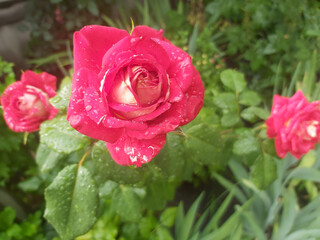 postcard rose in raindrops surrounded by greenery in the background