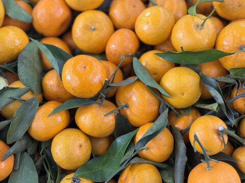 Fresh ripe tangerines with green leaves – organic citrus fruit background for healthy eating and food market