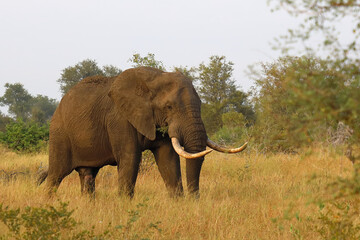 Fototapeta premium Afrikanischer Elefant / African elephant / Loxodonta africana..