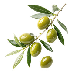 vector illustration of olive branch