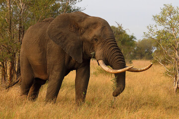 Fototapeta premium Afrikanischer Elefant / African elephant / Loxodonta africana..