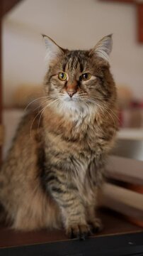Vertical portrait of gorgeous bobtail cat with short fluffy tail and beautiful tabby coat sitting on table, looking alert and curious in cozy home environment. Concept of pets, domestic animals.