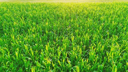 Obraz premium Cornfield Rows, Drone View
