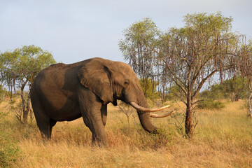 Obraz premium Afrikanischer Elefant / African elephant / Loxodonta africana..