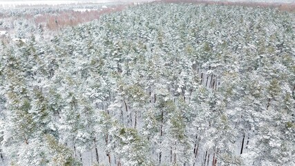 Snowy woodland captured in winter season