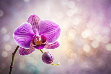 Naklejka premium Purple orchid blooms: minimalist images capturing elegant, serene beauty.