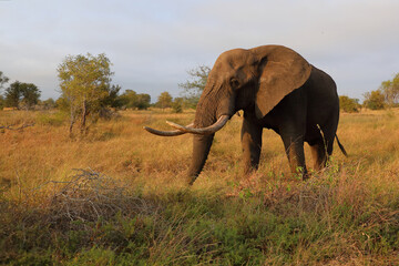 Naklejka premium Afrikanischer Elefant / African elephant / Loxodonta africana..