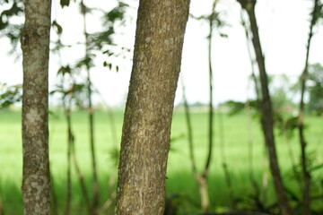 trees in the forest