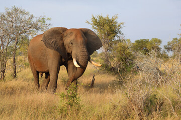 Fototapeta premium Afrikanischer Elefant / African elephant / Loxodonta africana..