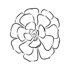 Succulent isolated hand drawn illustration, sketch succulent flower.