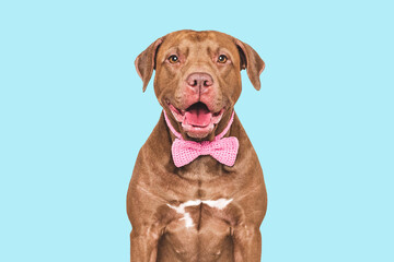 Stylish, lovable dog and bow tie. Close-up, indoors. Studio shot. Congratulations for family, relatives, loved ones, friends and colleagues. Pet care concept