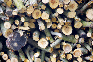 積み上げられた枝