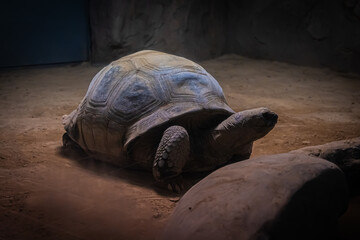 札幌円山動物園　アルダブラゾウガメ