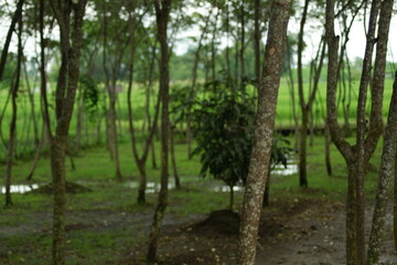Fototapeta premium trees in the woods