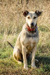 Dog portrait in the countryside