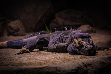 札幌円山動物園　トゲチャクワラ