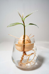 A sprouted avocado seed stands in a glass of water