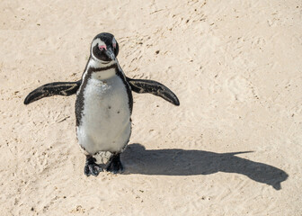 An close up of a African penguin spreading its wings at Boulder beach, foxy beach, Table Mountain National Park, Western Cape, South Africa, Africa