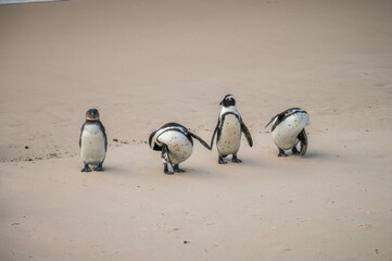 An close up of a  group of African penguin standing at Boulder beach, foxy beach, Table Mountain National Park, Western Cape, South Africa, Africa