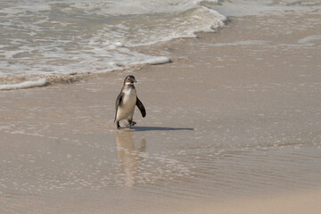 An African penguin walking out of the water at Boulder beach, foxy beach, Table Mountain National Park, Western Cape, South Africa, Africa