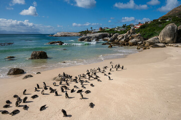 A colony of African penguins sunbathing at Boulder beach, foxy beach, Table Mountain National Park, Western Cape, South Africa, Africa