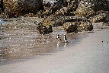 Two African penguins going for a swing at Boulder beach, foxy beach, Table Mountain National Park, Western Cape, South Africa, Africa