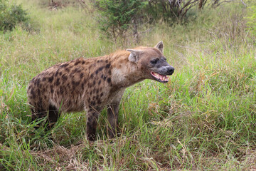 Tüpfelhyäne / Spotted hyaena / Crocuta crocuta..