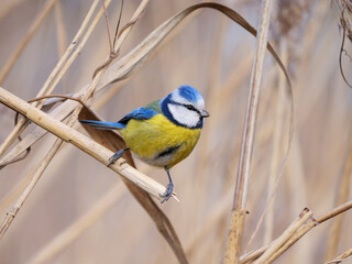 Blue Tit - Cyanistes caeruleus perched on a dried reed stalk