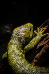 札幌円山動物園　オマキトカゲ
