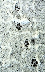 Dog paw prints in the snow. Close-up of animal tracks in freshly fallen snow.