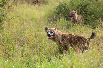 Naklejka premium Tüpfelhyäne / Spotted hyaena / Crocuta crocuta..