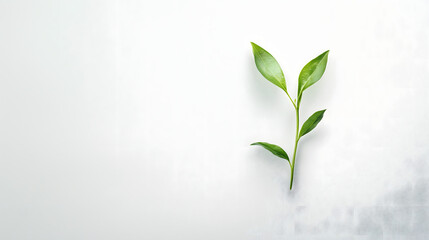Obraz premium Minimalist Green Sprout Emerging from White Surface – Symbol of Growth & Resilience