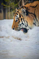 札幌円山動物園　アムールトラ