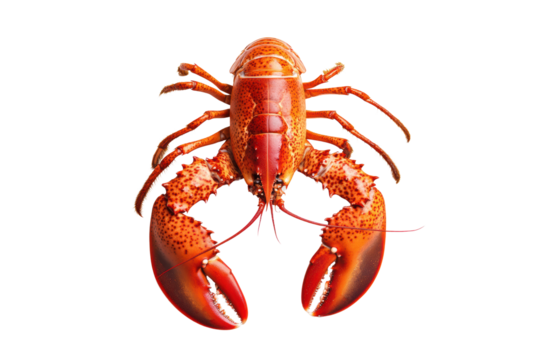 Top view of cooked whole lobster isolated on transparent or white background, png