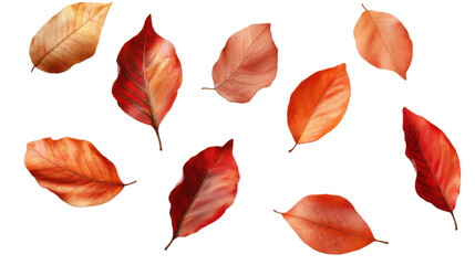 Obraz premium red autumn leaves isolated on white background 
