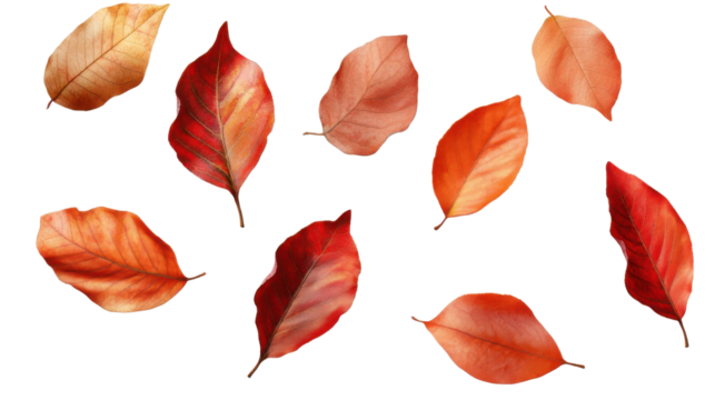 red autumn leaves isolated on white background 
