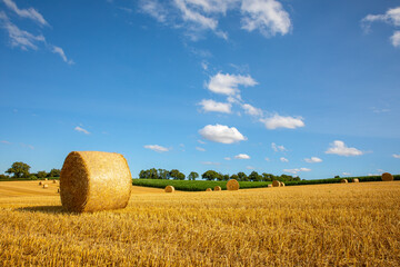 Champ de céréales après les moissons du blé en été.