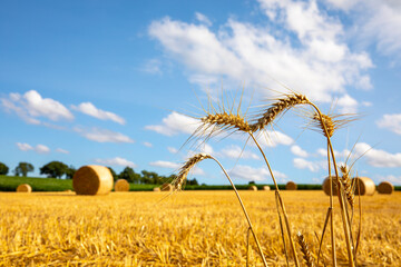 Paysage en campagne au milieu des champs de blé et des balles de paille après la moisson en été.