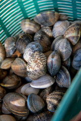 Panier de palourde au retour de la pêche en bord de mer.